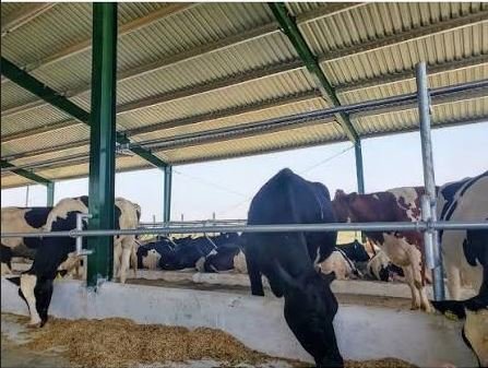 Feroz Dairy project, Sawabi