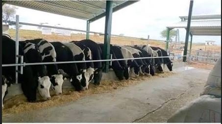 Feroz Dairy project, Sawabi