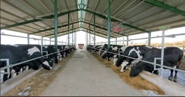 Feroz Dairy project, Sawabi