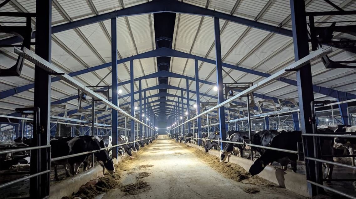 Ghani Dairies cow shed project, Noorpur Thal